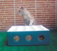 JUEGO PARA GATOS CON BOLAS